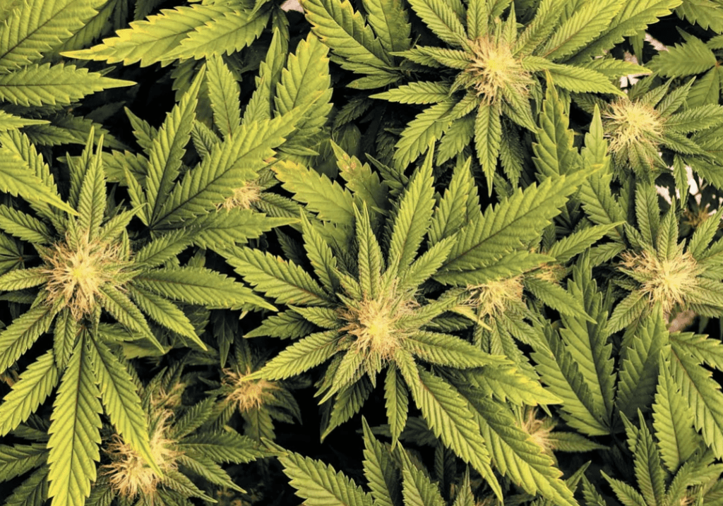 Demystifying Marijuana: Understanding the Science, Uses, and Legal Landscape